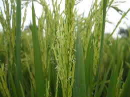 Elvy sukaesih — setangkai bunga padi. Lirik Lagu Setangkai Bunga Padi Mabes Lirik