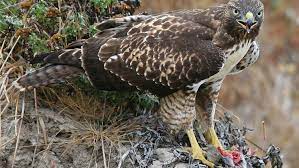 Many areas cannot be exposed to poisons such as public areas, universities, sports grounds and building sites a good pest control company will have the necessary knowledge and equipment to handle this and be registered with the police for this kind of work. What Do Birds Of Prey Eat Raptor And Hawk Diets