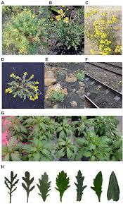 Image result for Senecio ruwenzoriensis
