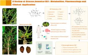 Image result for Brucea antidysenterica