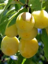Image result for prunus domestica oullins