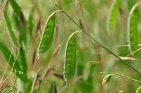 Image result for Lathyrus hirsutus