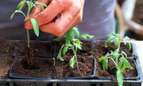Que Faire Au Potager En Avril Potager Planter Tomates Et Petit Potager