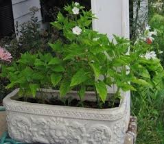 Four O Clocks In Pots Four O Clocks Can Be Grown In A Flower Pot On Examiner Hamps Flower Pots Plants Flowers