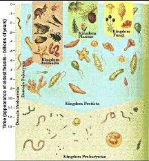 I10 01 Fivekingdom Jpg 397 428 Middle School Science Class Kingdom Fungi Middle School Science