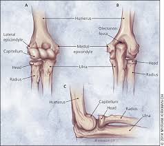 Medial epicondyle apophysitis, often called little league elbow, is the most common injury affecting young baseball pitchers whose bones have not yet what are the symptoms of medial epicondyle apophysitis? Evaluation Of Elbow Pain In Adults American Family Physician