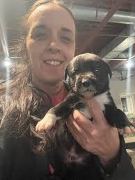 Just rescued a litter of Lab mix puppies. They are only 4 weeks old. Mom  dog ended up getting mastitis and could no longer nurse them. I saw a  Facebook post for