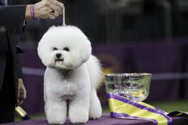 Why Male Dogs More Likely To Win Westminster Dog Show Simplemost