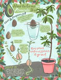 How To Grow An Avocado Tree Plants Avocado Plant Growing