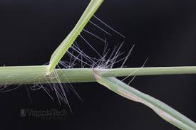 Image result for Digitaria calcarata