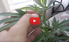 Is weed male or female? How To Tell The Difference Between Male And Female Pot Plants And Why It S Important