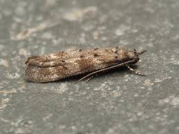 Image result for Exoteleia dodecella