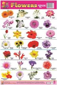 Maybe you would like to learn more about one of these? Non Terble Plastic Chart Of Flower Buy Non Terble Plastic Chart Of Flower By Mehta Graphics At Low Price In India Flipkart Com