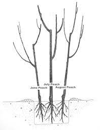 Fruit tree nurseries around will help balance the levels of co2, which will create a suitable surrounding. Planting Multiple Trees In Space Of One Tree