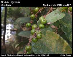 Image result for Bridelia ripicola