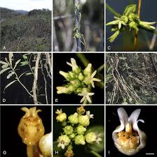 Image result for Cynanchum gonoloboides