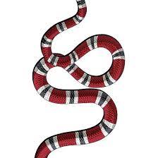 Red And Black Snake Red And Black Snake Snake Red