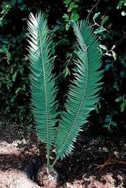 Image result for Encephalartos ngoyanus