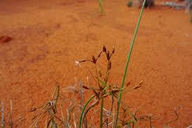 Image result for Fimbristylis dichotoma