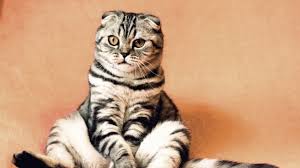Las mascotas aportan importantes beneficios a las personas. Vuelve A Ser El Dia Del Gato El Animal Que Celebra Esta Fiesta Tres Veces Al Ano