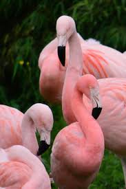 Discover the magic of the internet at imgur, a community powered. Beauty Rendezvous Via Flamingos By Bee Kay X2f 500px Flamingo Flamingo Pictures Animals Beautiful