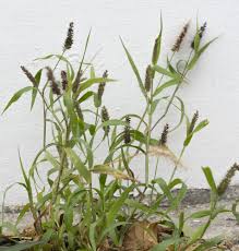 Image result for Aristida stenostachya