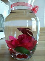 What A Fun Valentine S Day Gift All Red Betta Fish And Silk Rose In A Vase Betta Fish Beta Fish Tank Goldfish Tank