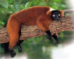 Red Ruffled Lemur Lemur Animals Weird Creatures