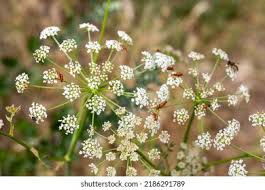 Image result for Pimpinella buchananii