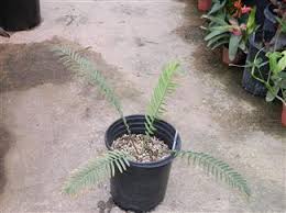 Image result for Encephalartos ngoyanus