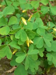 Image result for Oxalis anthelmintica