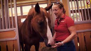 Tokyo will be her sixth games. Zu Besuch Bei Isabell Werth Road To Tryon Fendt 2018 Youtube