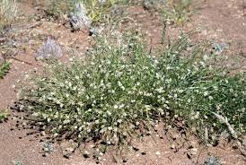 Image result for Limeum