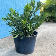 Image result for Podocarpus