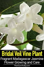 Black And Decker Plant In Texas Madagascar Jasmine Bridal Veil Vine Plant Fragrant Stephanotis Flower Jasmine Plant Bridal Veil Plant Garden Vines