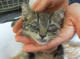 They also can't hear clearly. 8 Reasons Not To Let Nature Run Its Course Graphic Peta