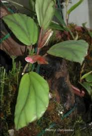 Image result for Begonia poculifera