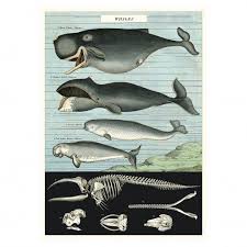 Cavallini Co Vintage School Poster Whale Chart