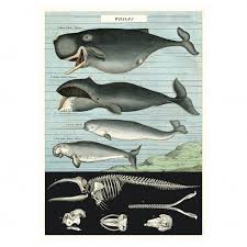 cavallini co vintage school poster whale chart