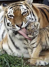 25 Of The Cutest Parenting Moments In The Animal Kingdom Animals Beautiful Cute Animals Animals Wild