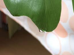 観葉植物の葉についている水滴は何 ネロリとサラダ