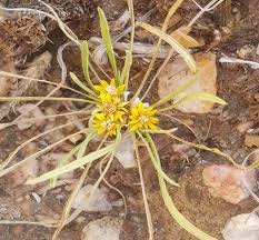 Image result for Geigeria burkei