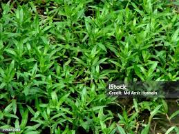 Image result for Enydra fluctuans