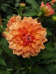 Compact growing habit and 5 / 13 cm large blooms on sturdy stems. Dahlia Go Go Peach