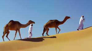 Japan ifpi 1981 1590 caravan if could do…сост.отлич. Camel Caravan Train Travelling Across Stock Footage Video 100 Royalty Free 18797573 Shutterstock