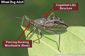 But can they actually harm humans? Assassins Are Roaming Around But Don T Panic Bygl