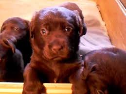 Begge forældre har flotte sundhedsdata (hofte a, albue 0) ud a. Brune Labrador Hvalpe Youtube