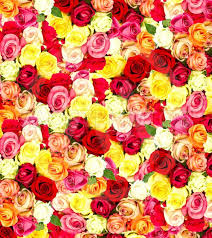 The background image of the colorful flowers, background nature. Roses Colorful Flowers Wal By Liligraphie Mostphotos