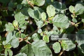 Image result for Trianthema portulacastrum