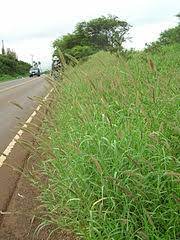 Rumput salah satu tumbuhan liar yang biasa kita jumpai di pekarangan rumah, tepi jalan, kebun, atau lahan pertanian atau di halaman sekolah. Rumput Ekor Kucing Wikipedia Bahasa Indonesia Ensiklopedia Bebas